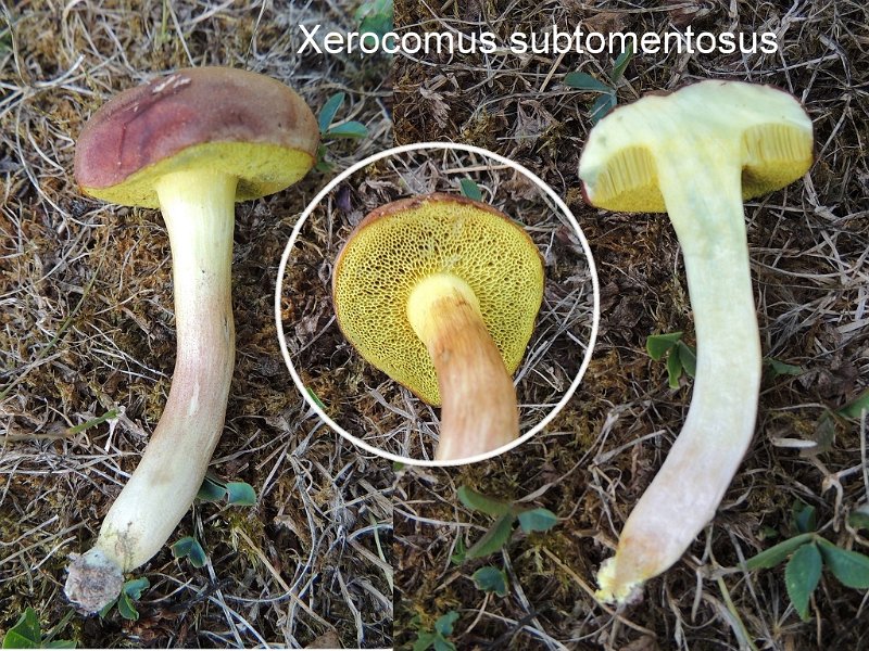 Xerocomus subtomentosus-amf354-1.jpg - Xerocomus subtomentosus ; Syn: Boletus subtomentosus ; Nom français: Bolet tomenteux